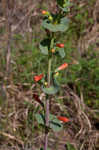 Scarlet beardtongue